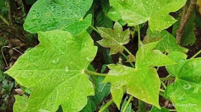 Mengulik Manfaat Daun Jarak untuk Kesehatan, Ada 10 Khasiat Ini
