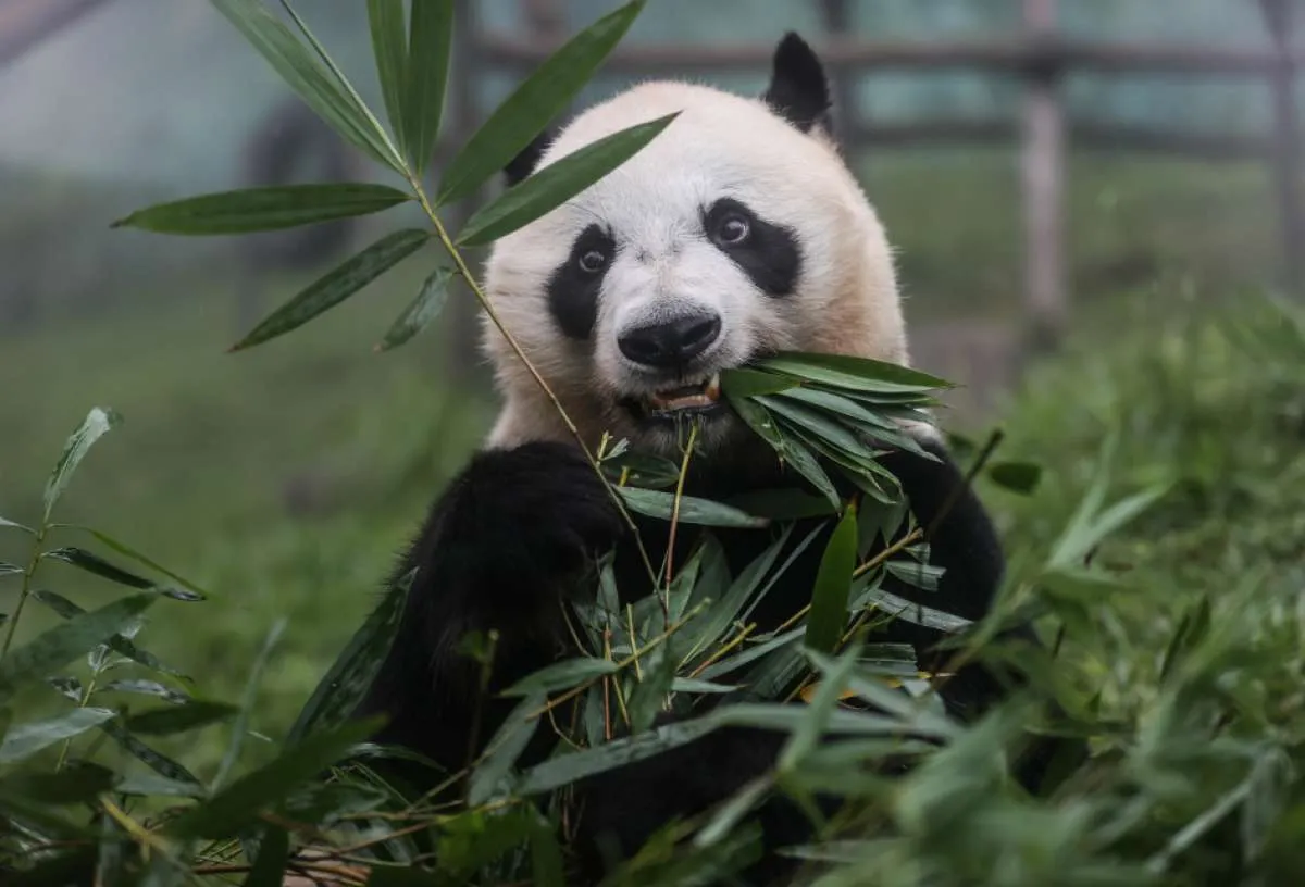 Warga Korea Selatan Ucapkan Perpisahan yang Penuh Air Mata kepada Panda China 