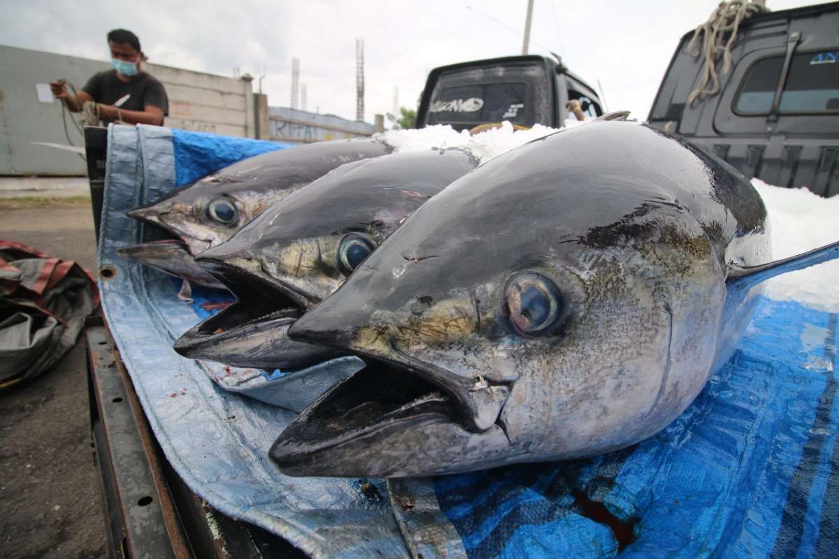 Tarif PNBP Pasca Produksi Perikanan Tangkap Direvisi