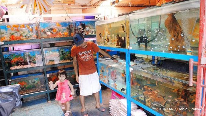 Indonesia berpeluang rebut pasar ikan hias dunia