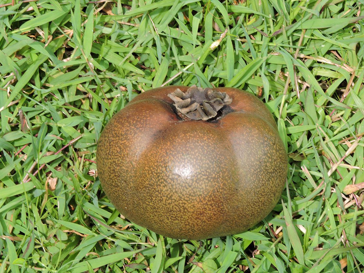 Sawo Hitam yang Tidak Termasuk Jenis Sawo-Sawoan