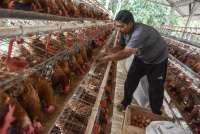 Ukuran Kandang Ayam yang Ideal, Ini Patokan yang Perlu Diketahui