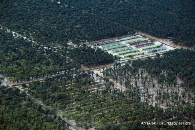 Indonesia May Seize Another 5 Million Hectares of Palm Oil Plantations in 2026