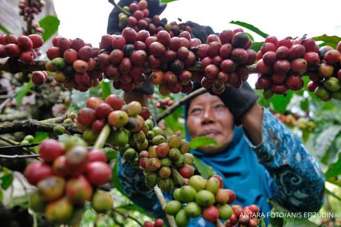 Data Ekspor Kopi Indonesia Tahun 2024 Menurut BPS, Cek Daftar Negara Tujuan