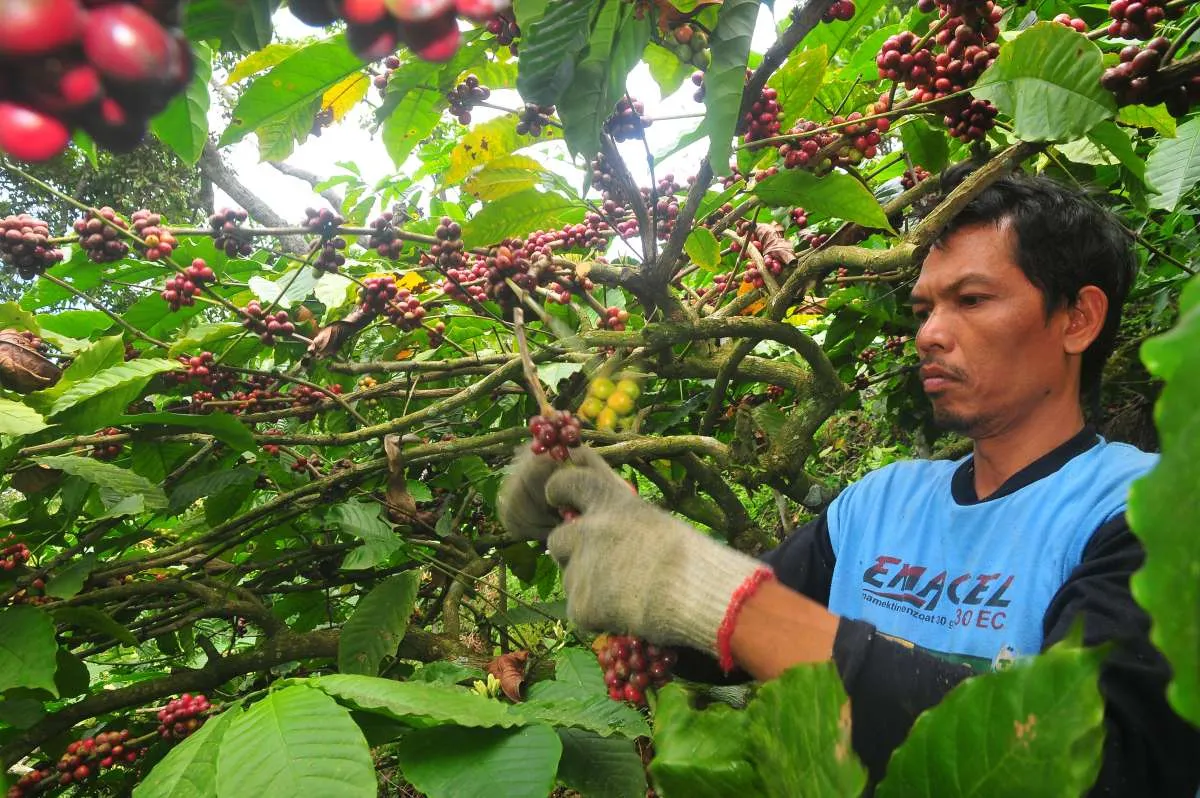 Pengamat Pertanian: Produksi dan Volume Ekspor Kopi Indonesia Anjlok