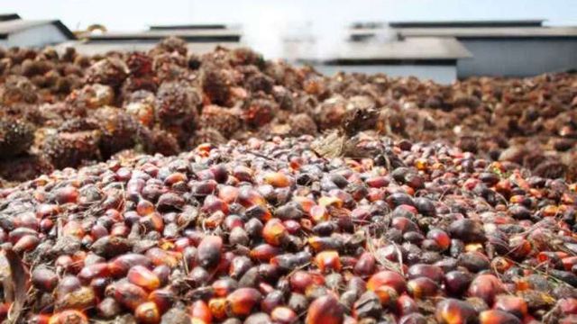 Indonesia Wants Crude Palm Oil Exports to be Routed Via