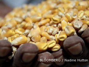 Harga jagung menyentuh rekor tertinggi sejak Juli 2008