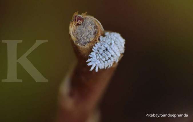 Ini Cara-Cara Khusus untuk Menangani Hama Kutu Putih yang Menyerang Tanaman