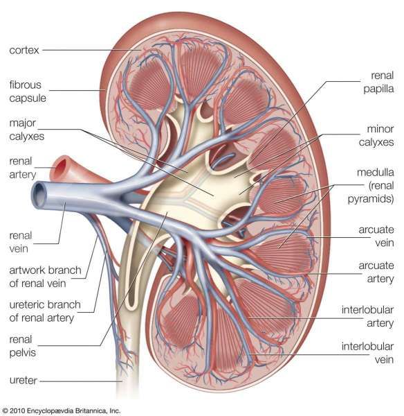 Mengenal struktur anatomi organ ginjal manusia beserta fungsinya masing-masing