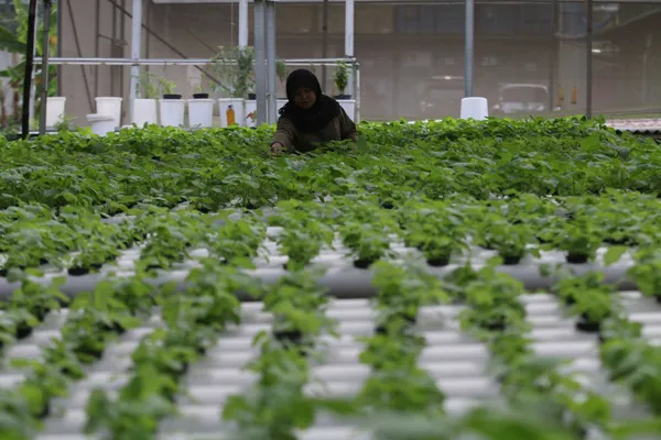 Rekomendasi Sayuran Cocok Ditanam di Pot pada Bulan September untuk Dipanen