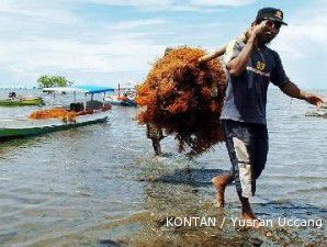 Tahun Ini, KKP bakal bangun 6 gudang rumput laut di Maluku