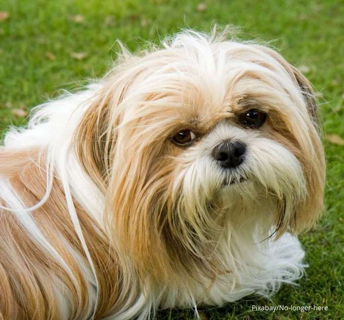 Tertarik Pelihara Anjing? Ini 7 Jenis Ras Anjing Berbulu Lebat yang Banyak Peminatnya