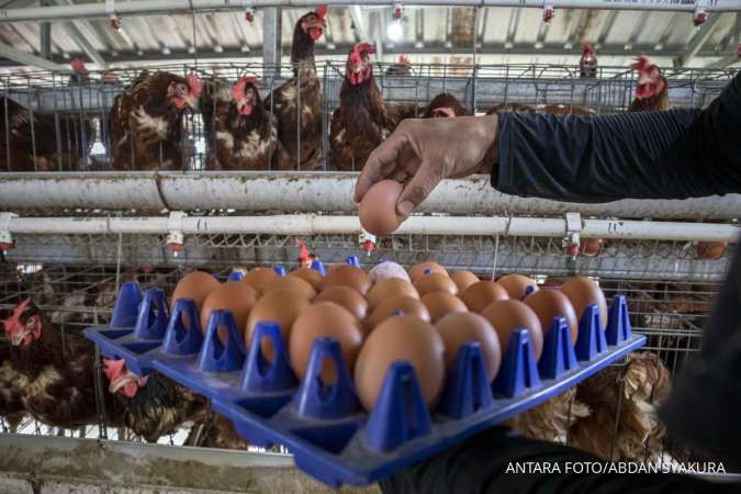 Pemerintah Siapkan Skema Peningkatan Produksi Telur dan Ayam