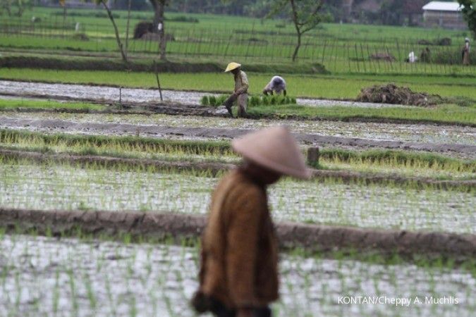 PT Pertani berhasil tingkatkan produksi benih padi
