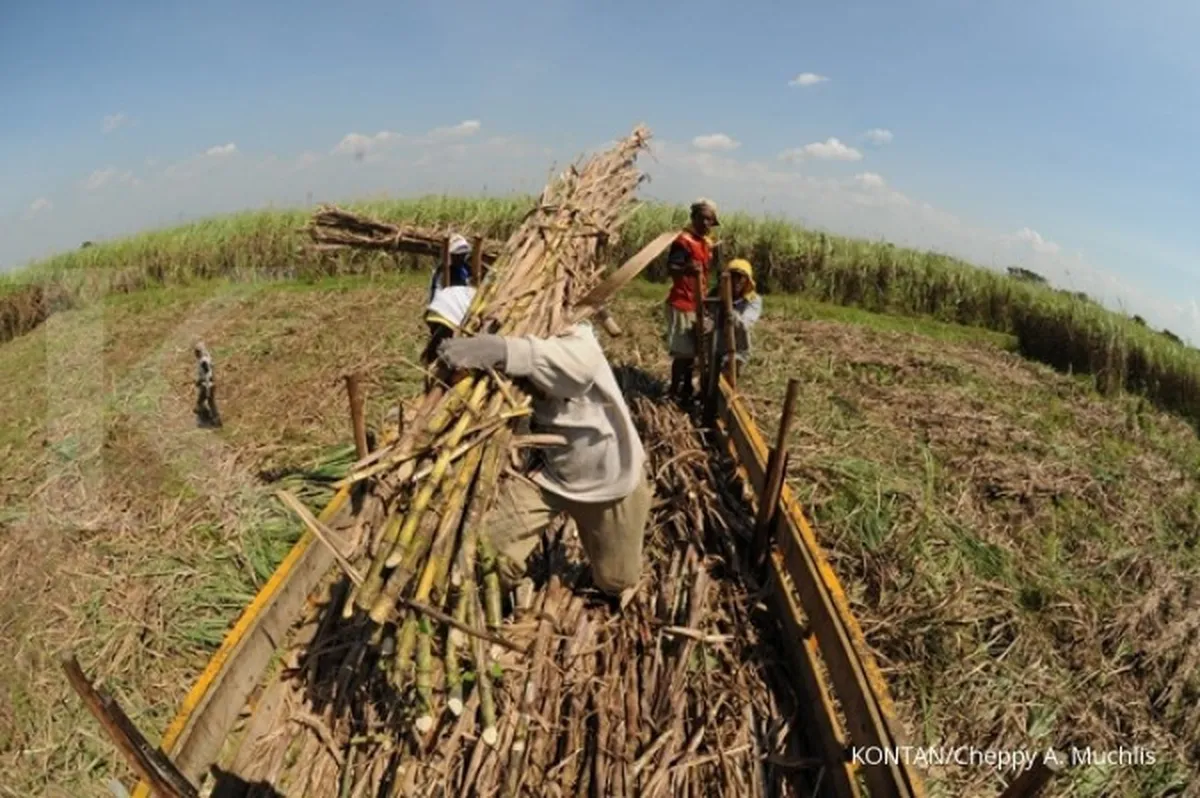 Pemerintah usul petani gula tebu bentuk koperasi