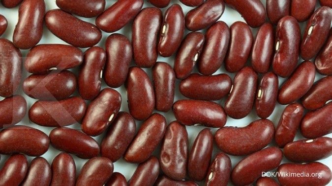 Potensi untung usaha budidaya si kacang merah (1)