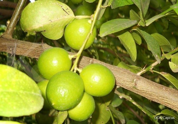 Kaya akan vitamin C, inilah manfaat jeruk nipis yang bisa didapat