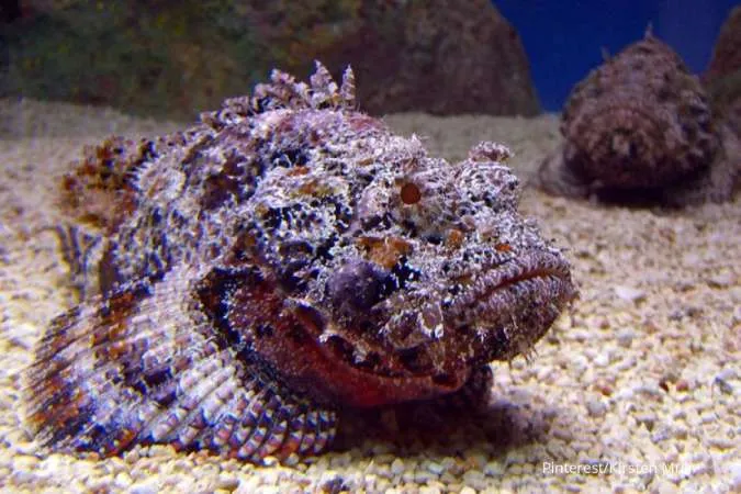 Stonefish