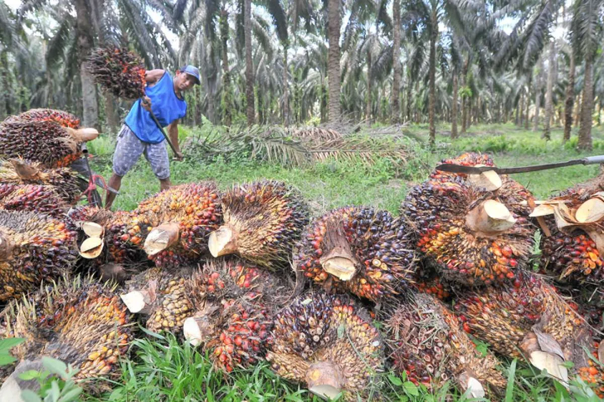 BPS Catat Harga CPO hingga Bijih Besi Mulai Turun pada Oktober 2022