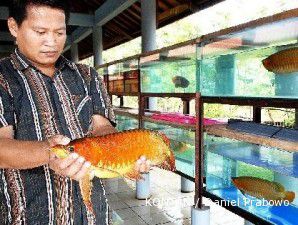 Produksi ikan arwana masih minim
