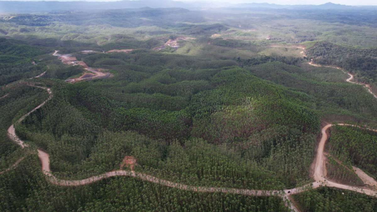 Target Membebaskan Lahan IKN hingga 800 Ha
