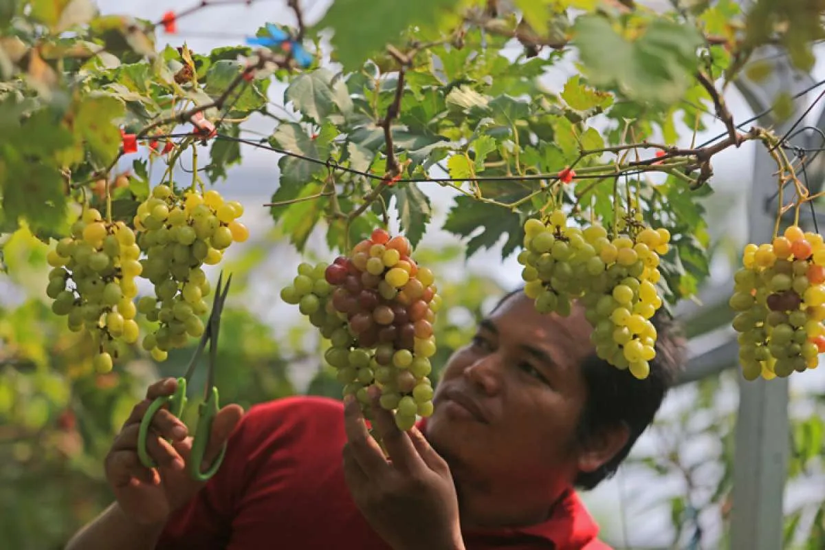 Manfaat Buah Anggur Untuk Kesehatan yang Menakjubkan, Simak 6 Diantaranya 