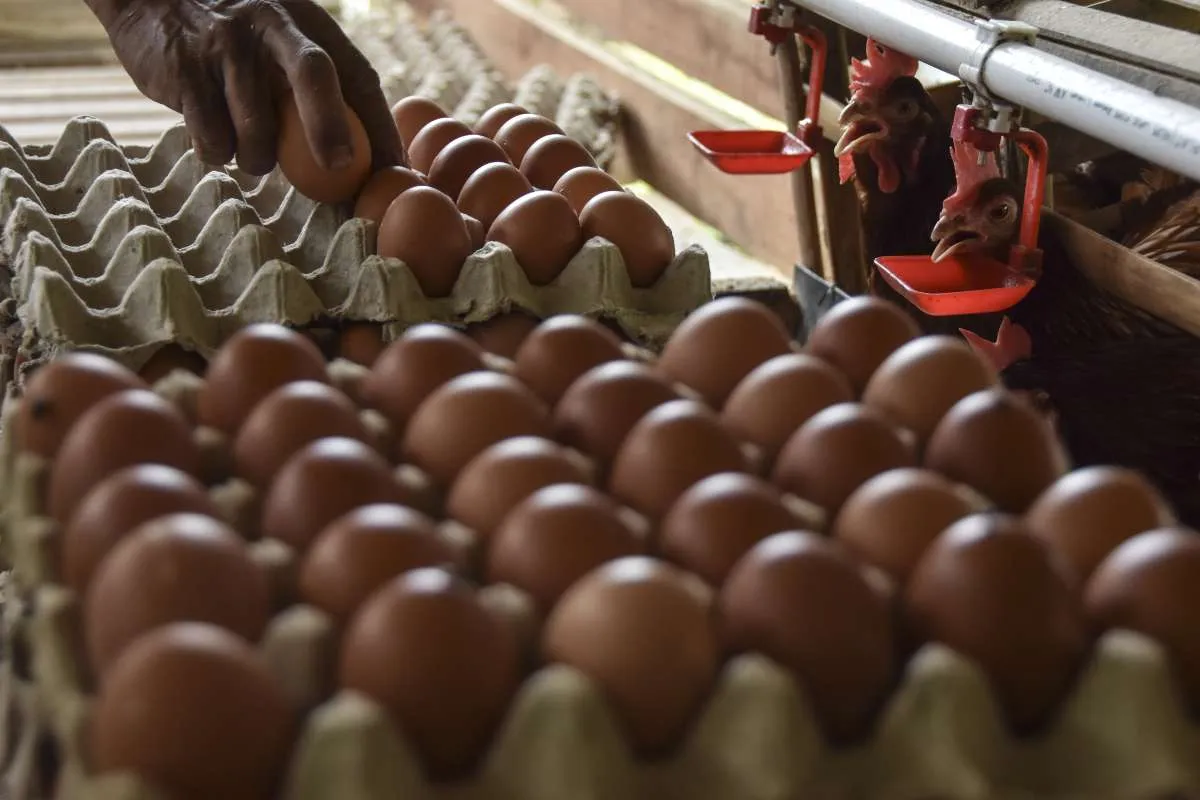 Harga Telur di AS Meroket ke Rekor Tertinggi, Bebani Warga Jelang Natal