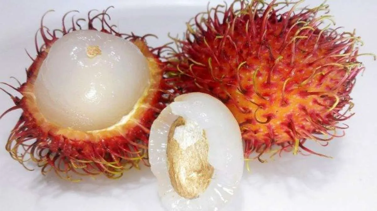 Biji rambutan bermanfaat mengobati diabetes melitus 