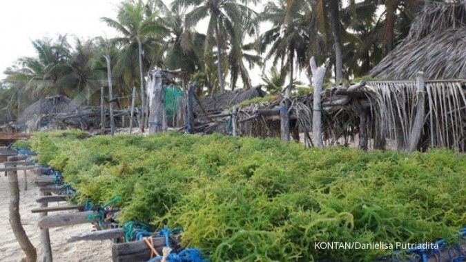 Delisting rumput laut dibatalkan, Indonesia segera konsolidasi dengan China