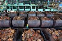 Palm Prices Seen Up 4% in 2024 on Biodiesel Demand, Stagnant Output