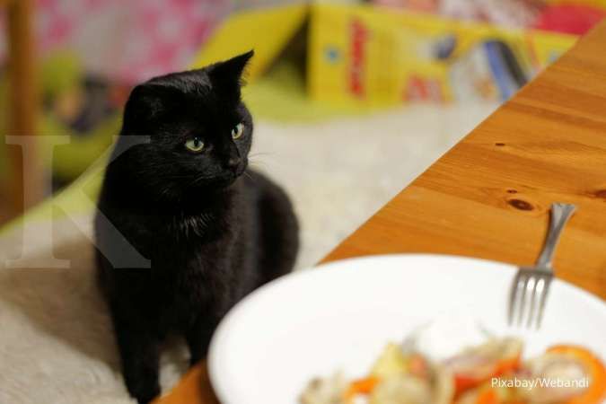 Obat alami kucing tidak mau makan