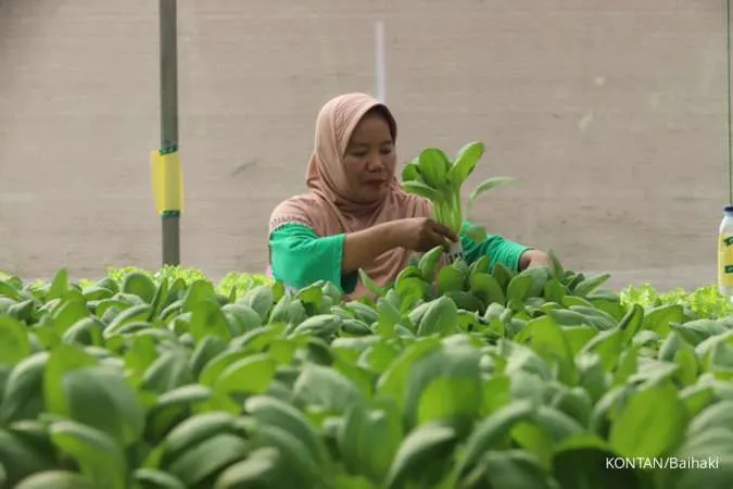 Manfaat Sistem Hidroponik Tanaman dan Dampaknya pada Pertanian, Cek Informasinya
