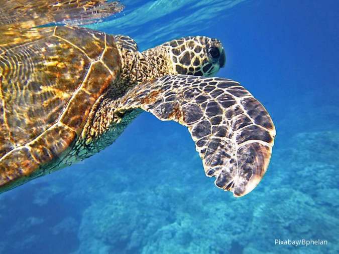 Sama-Sama Punya Cangkang, Ini 4 Perbedaan Penting Penyu dan Kura-Kura