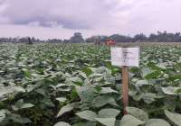 Austindo Nusantara Jaya (ANJT) Production and Sales Decline in the First Half 2024