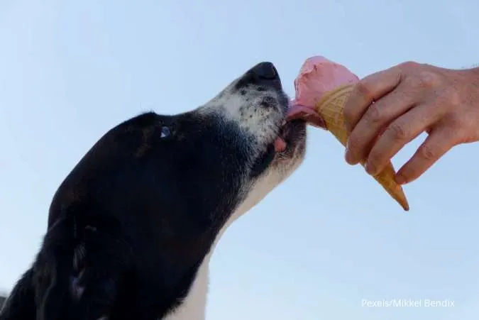 Anjing Makan Es Krim