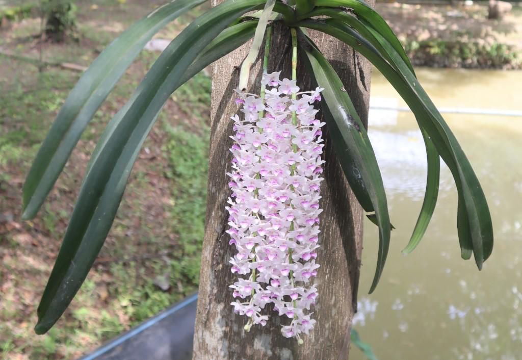 Kontan - Bukit Asam Kilas Online.