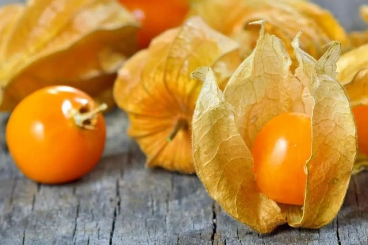 5 Manfaat Buah Ciplukan untuk Kesehatan Tubuh Jika Sering Dikonsumsi