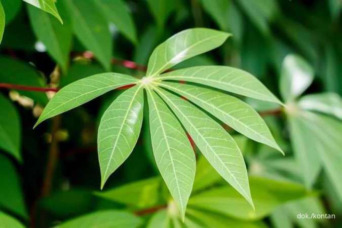 Peningkatan Nilai Produksi Singkong dan Ketahanan Pangan, Begini Cara BRI Life