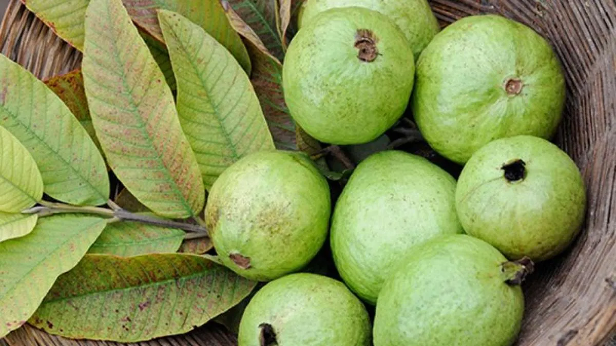 5 Alasan jambu biji baik dan aman dikonsumsi penderita diabetes