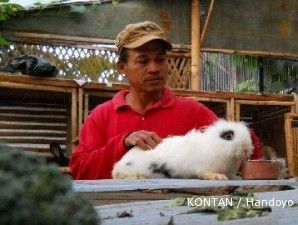 Sentra kelinci Lembang: Sisa kejayaan orde baru (1)