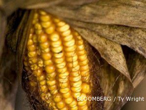 Jelang pengumuman prediksi USDA, harga jagung naik