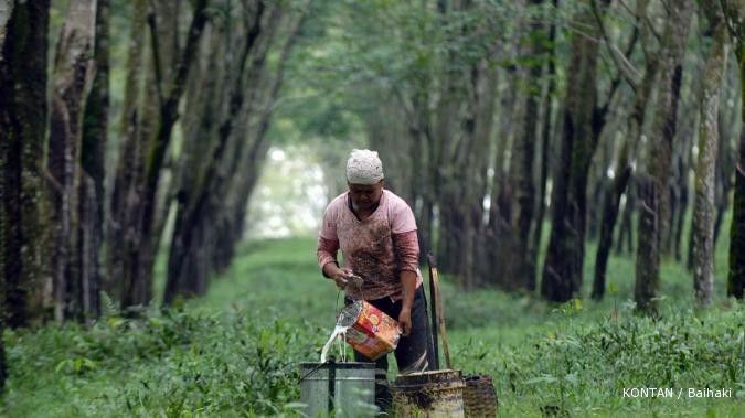 Harga karet alam tertinggi sejak 4 bulan terakhir