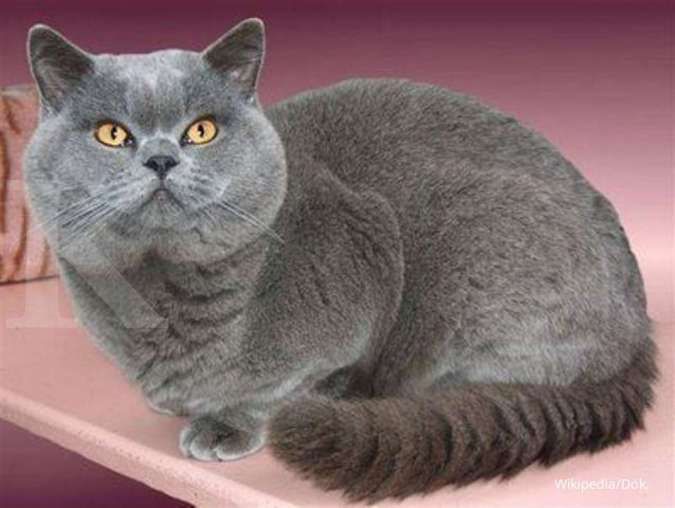Jenis kucing berukuran besar k-7 British Shorthair