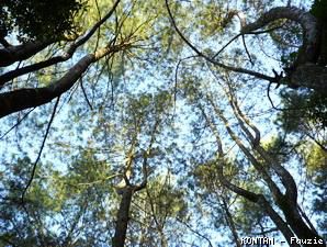 Pemilik Modal Masih Memburu Bisnis Hutan Tanaman Industri
