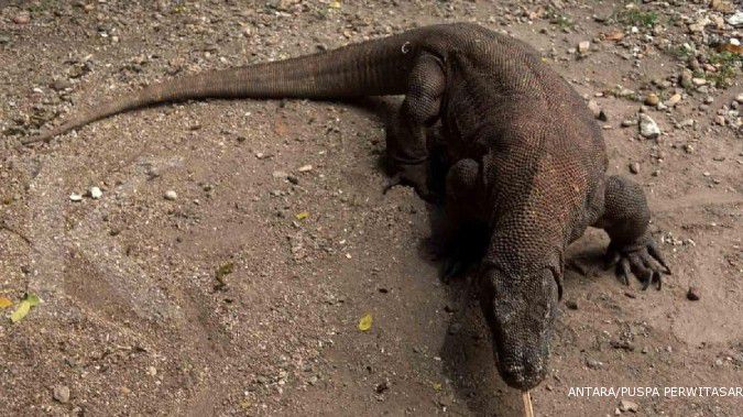 Kali ini, komodo mati di Kebun Binatang Surabaya