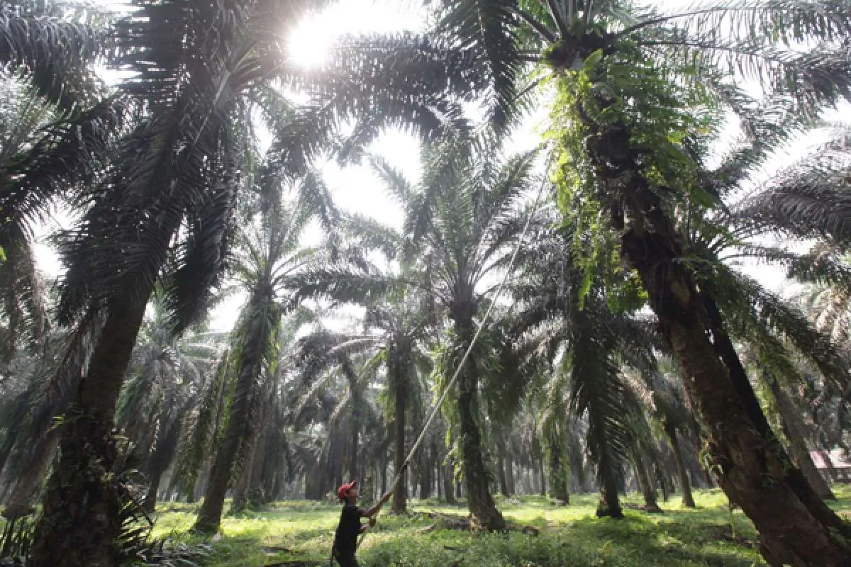 Ini alasan Sampoerna Agro (SGRO) optimistis raih kinerja cemerlang di tahun 2021