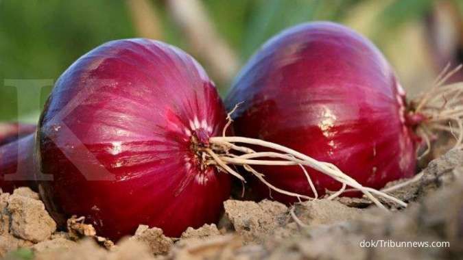 8 Langkah mudah menanam bawang merah di pot