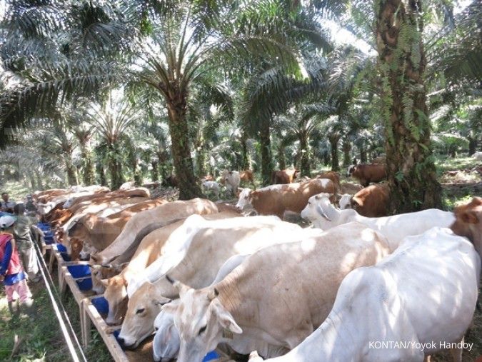 Riau siap jadi pusat peternakan sapi Sumatera