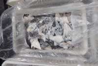 Brazil Gagalkan Pengiriman Sirip Hiu Ilegal Terbesar di Dunia