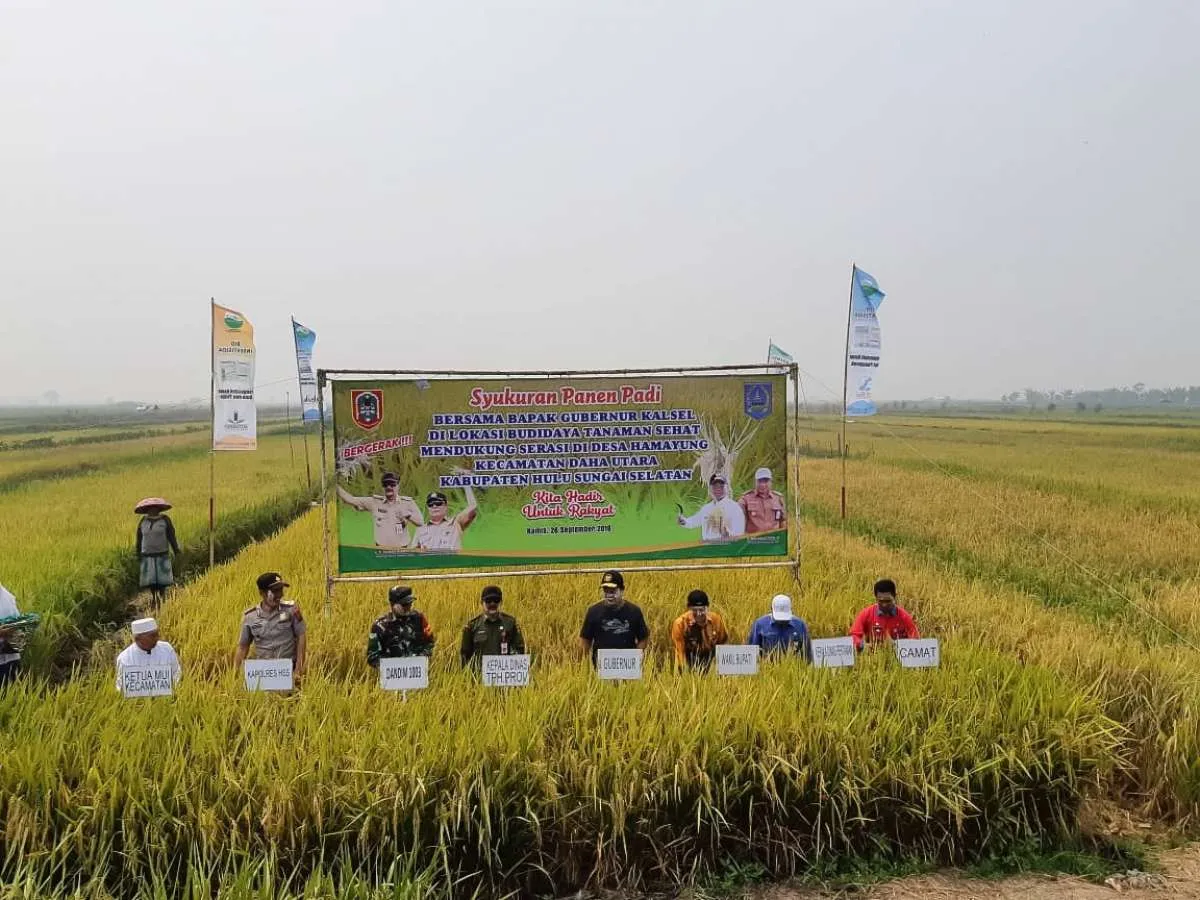Prima Agro Tech gelar panen perdana budidaya padi sehat di lahan rawa, Kalsel